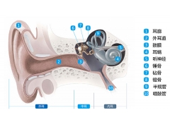 了解耳朵-耳部解剖图-声蓝助听器小课堂