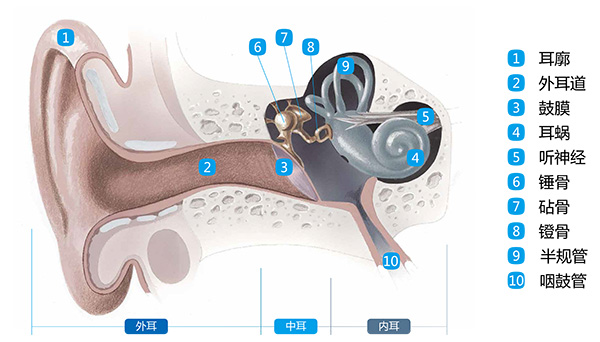 了解耳朵-耳部解剖图-声蓝助听器小课堂