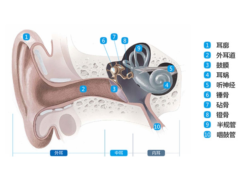 声蓝助听器：听力与听力损失